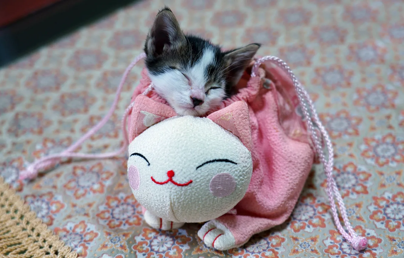Photo wallpaper cat, kitty, pink, sleep, legs, baby, muzzle, sleeping