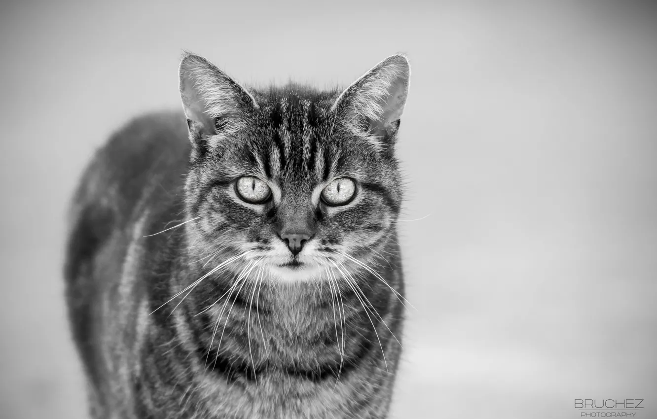 Photo wallpaper cat, cat, mustache, muzzle, black and white