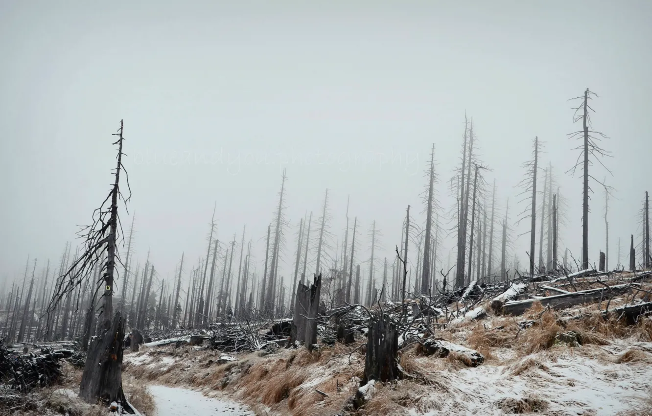 Photo wallpaper winter, forest, landscape, fog
