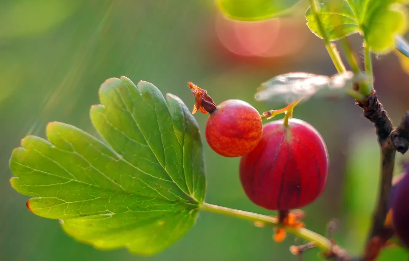 Photo wallpaper summer, leaves, macro, light, branches, red, berries, gooseberry