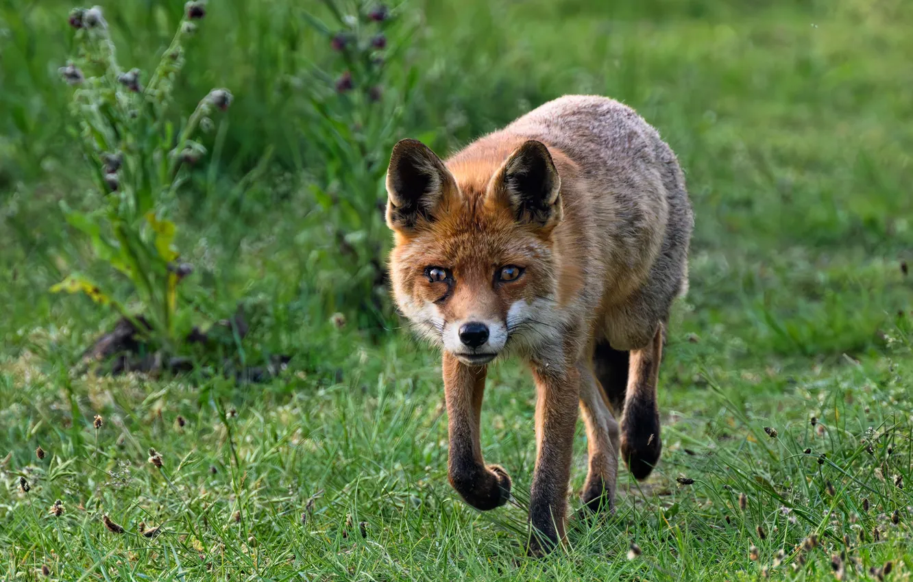 Photo wallpaper Fox, red, cheat