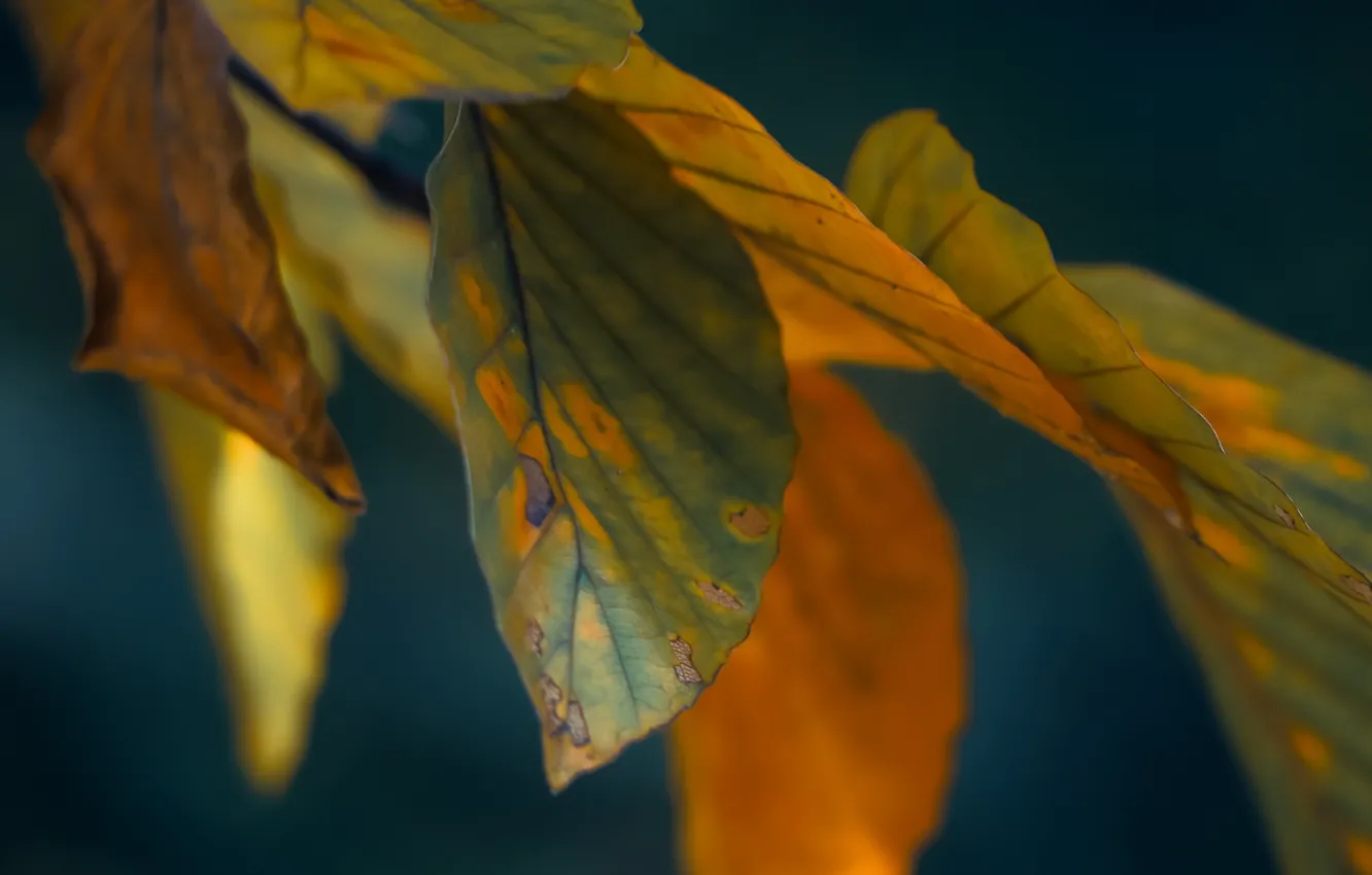 Photo wallpaper autumn, leaves, nature