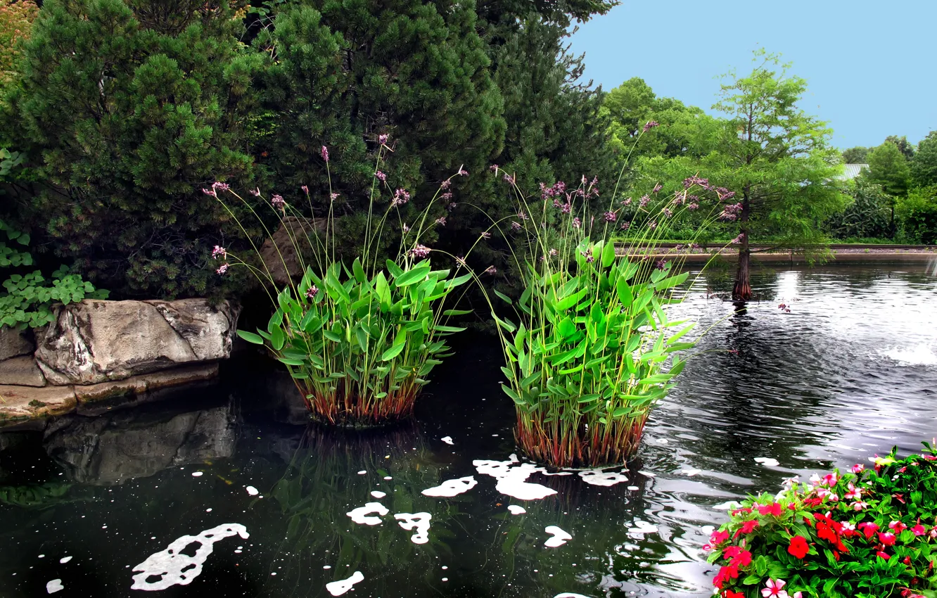 Photo wallpaper trees, flowers, pond, plant, Missouri, USA, USA, trees