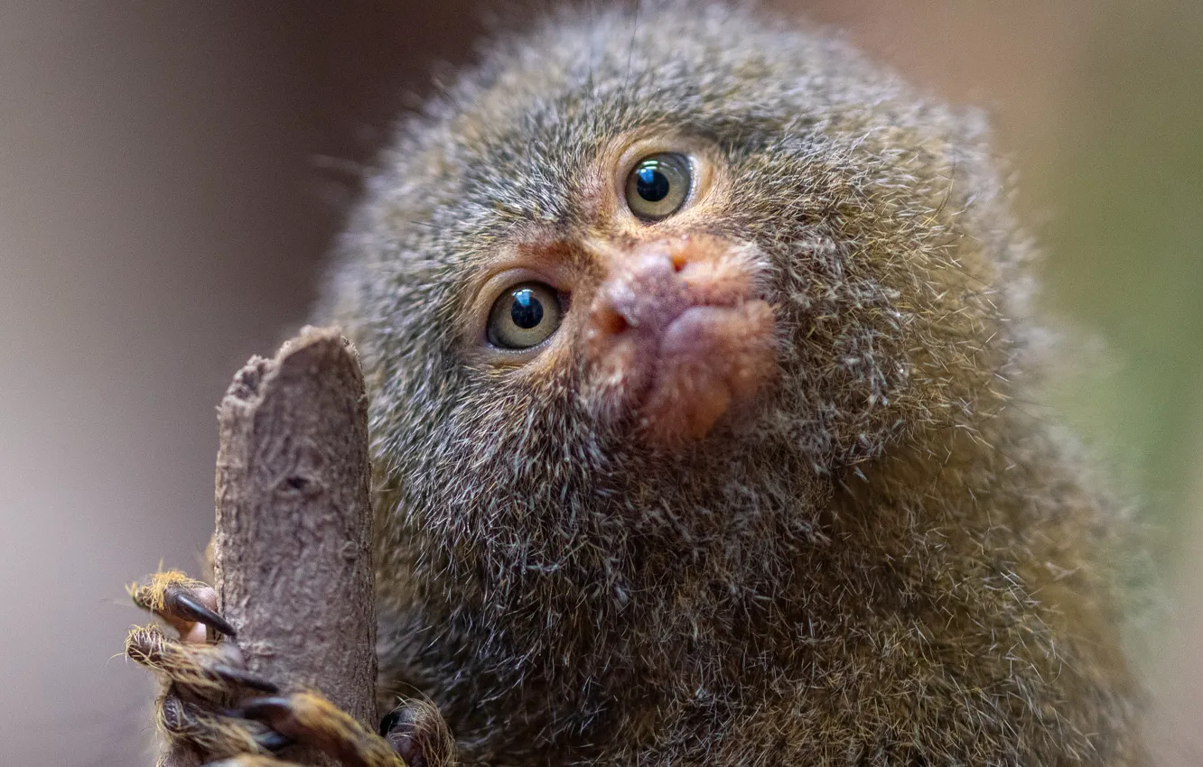 Photo wallpaper look, portrait, monkey, cub, face, monkey, stick, bokeh