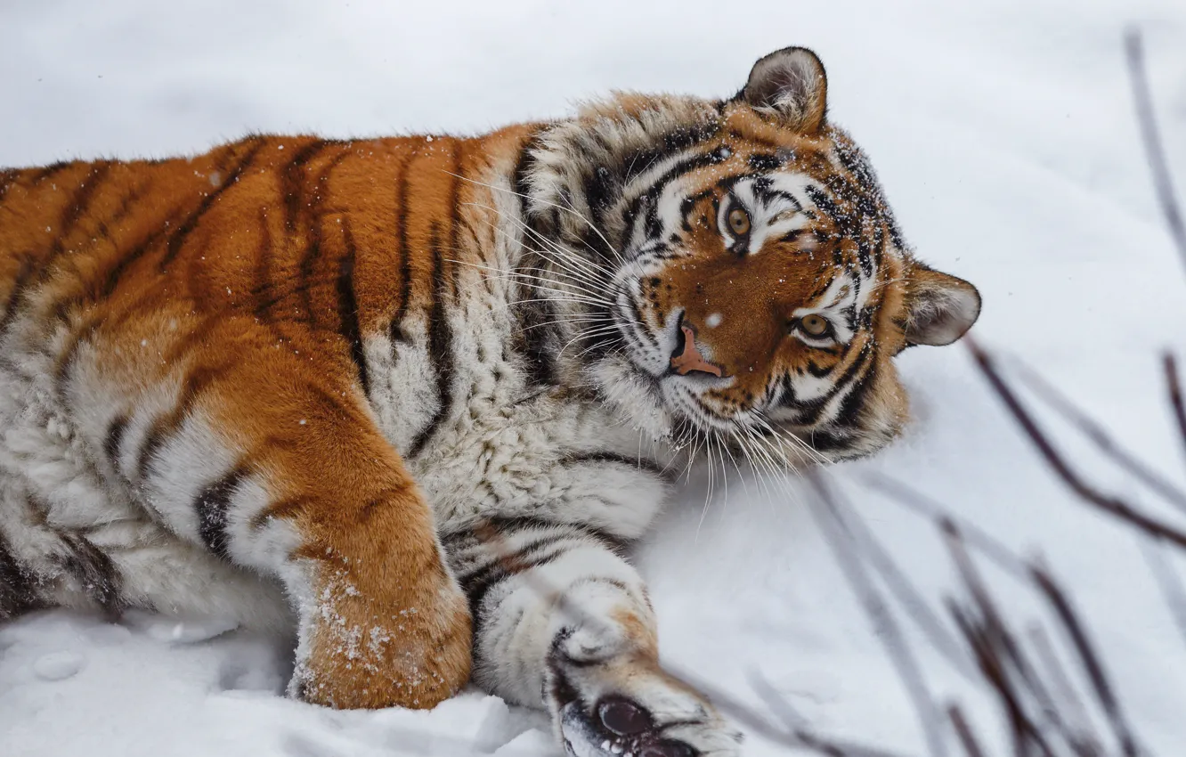 Photo wallpaper look, snow, tiger, wild cat, Oleg Bogdanov
