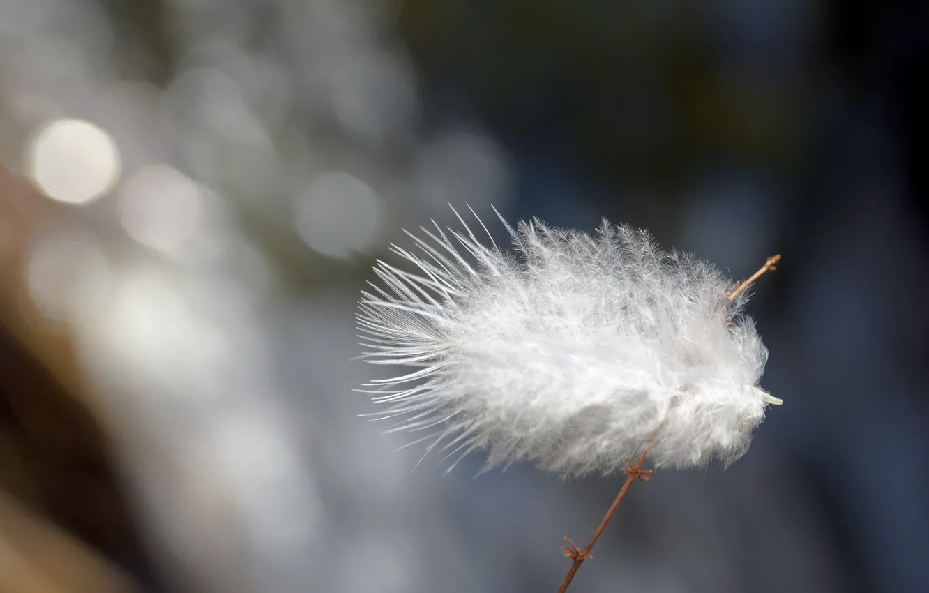 Photo wallpaper macro, pen, white, tenderness, a feather