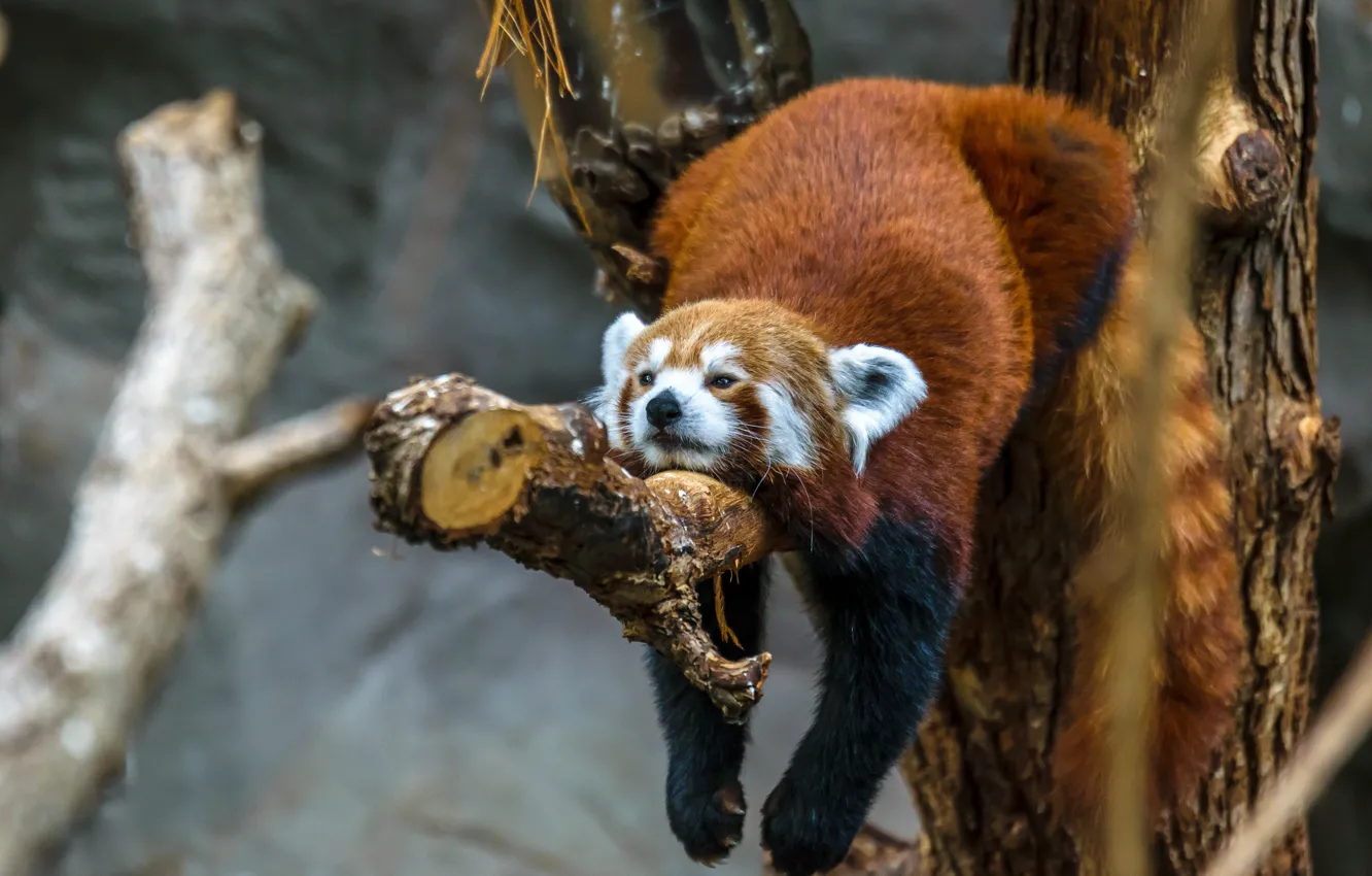 Photo wallpaper trees, nature, animal, red Panda, bitches, red Panda