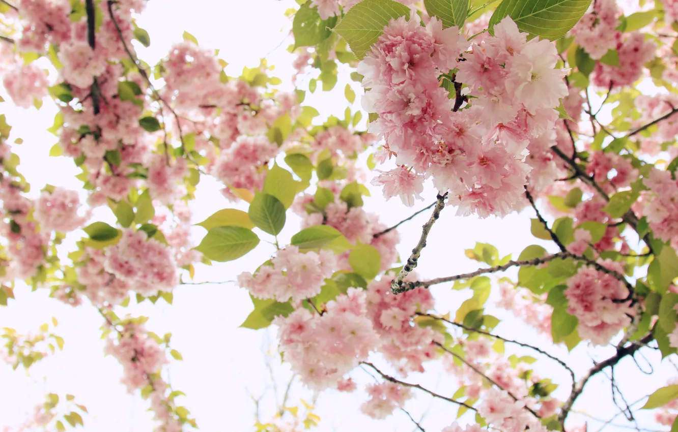 Photo wallpaper flowers, branches, nature, cherry, tree, pink, spring, garden