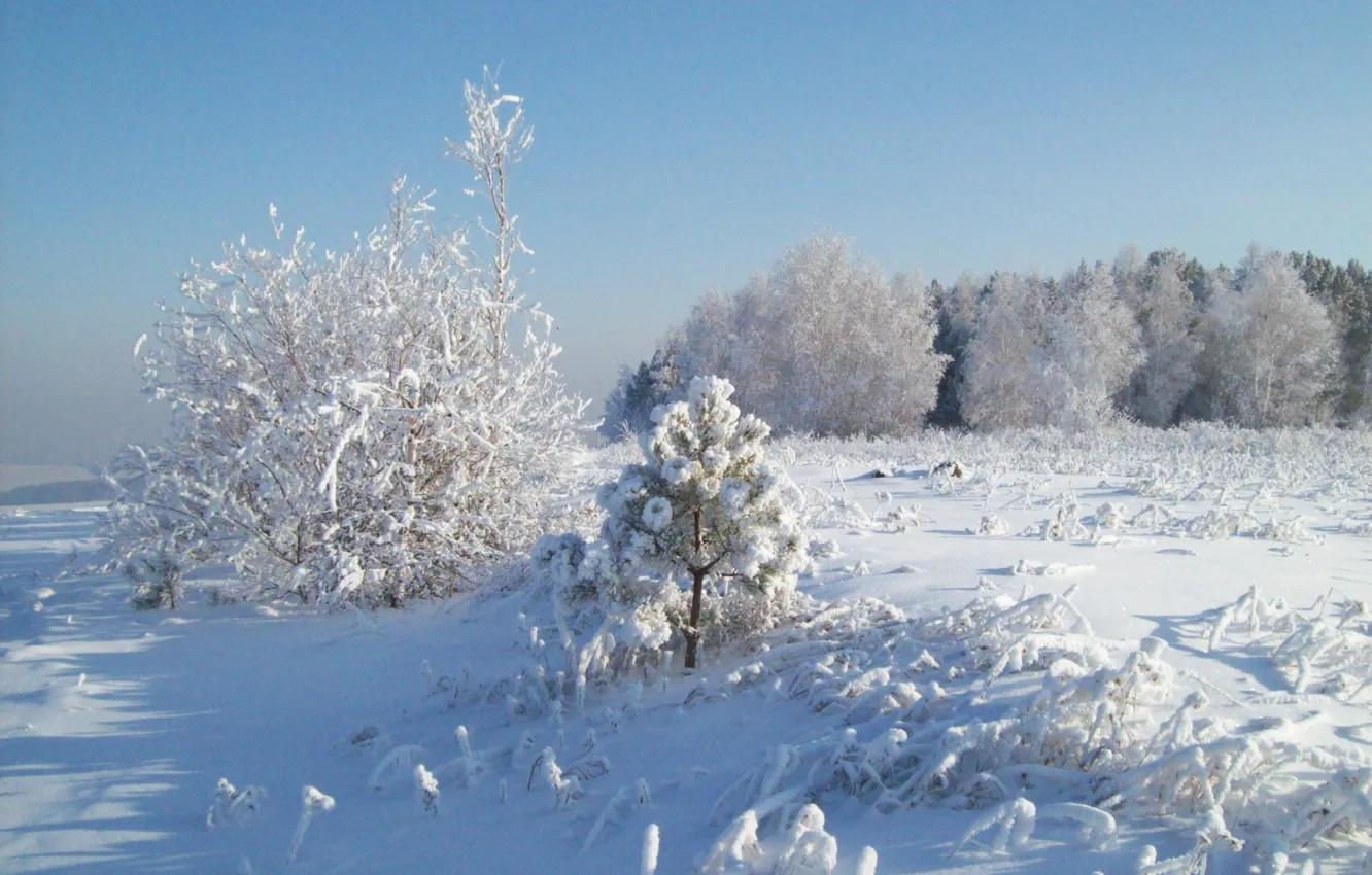 Photo wallpaper winter, snow, tree