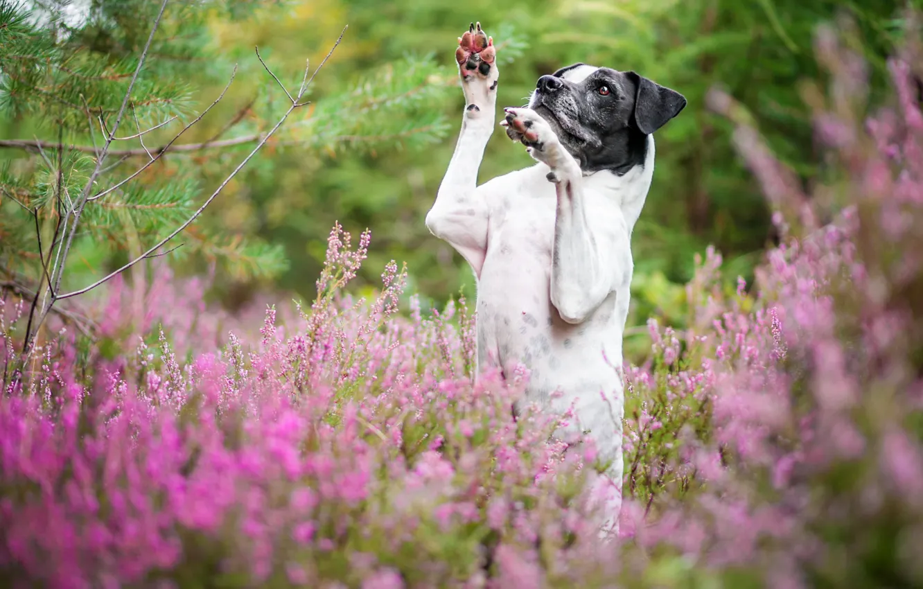 Photo wallpaper forest, flowers, pose, thickets, dog, paws, stand, Heather