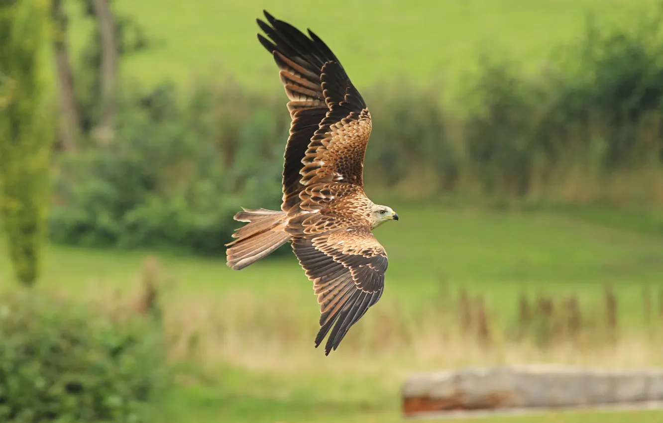 Photo wallpaper flight, nature, bird, Falcon, bokeh, wingspan