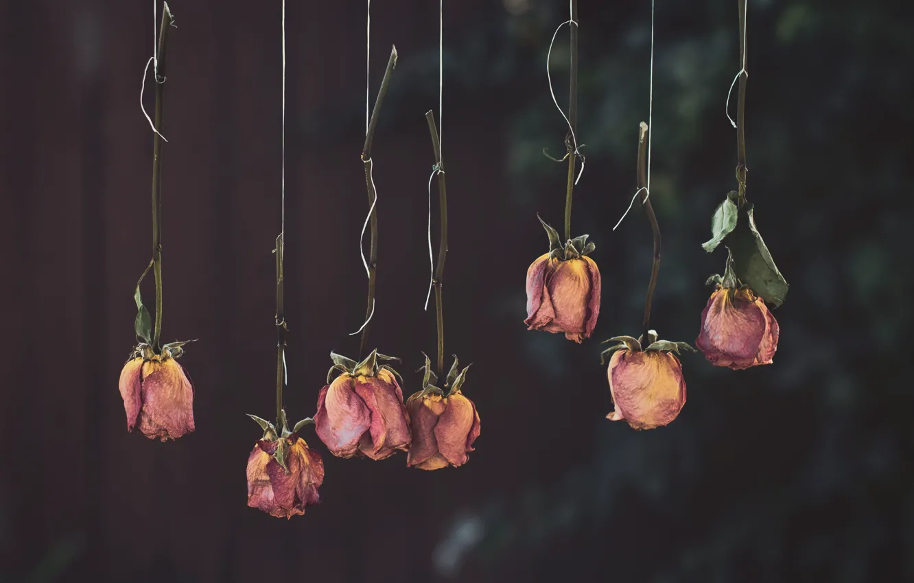 Photo wallpaper flowers, the dark background, stems, roses, rope, dry, pink, thread