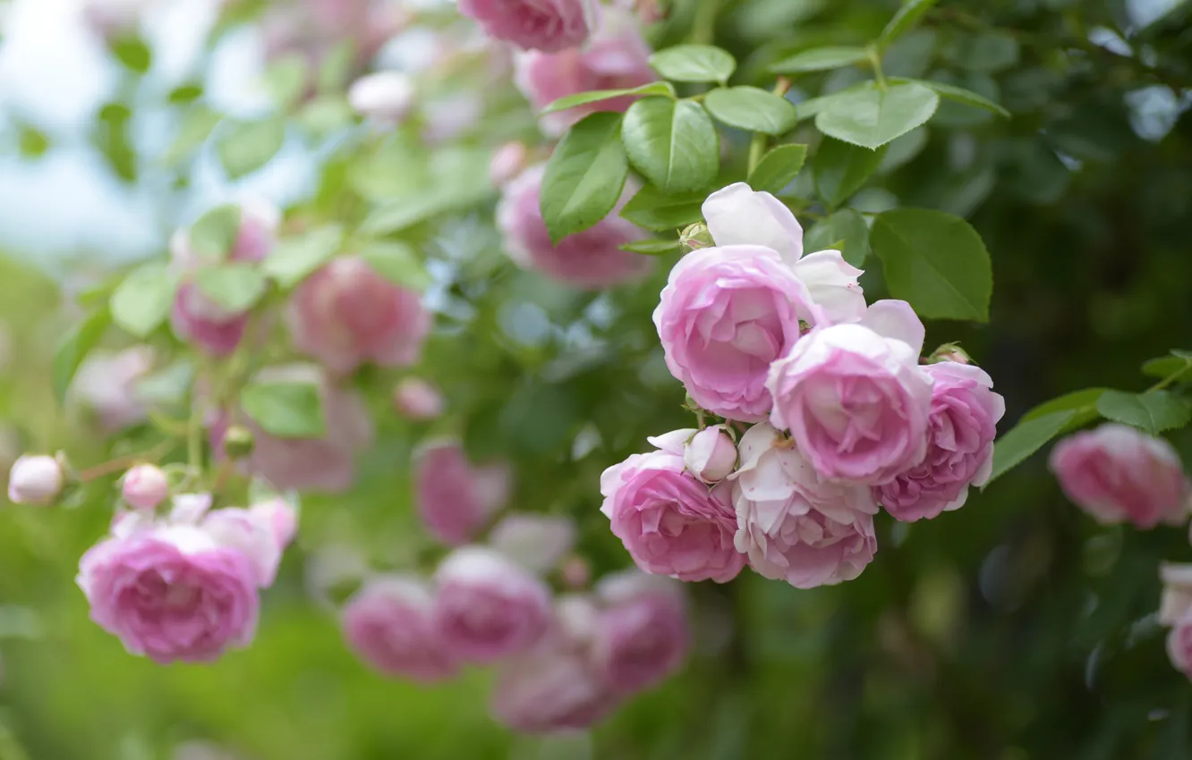 Photo wallpaper leaves, flowers, branches, roses, garden, pink, bokeh, rose Bush