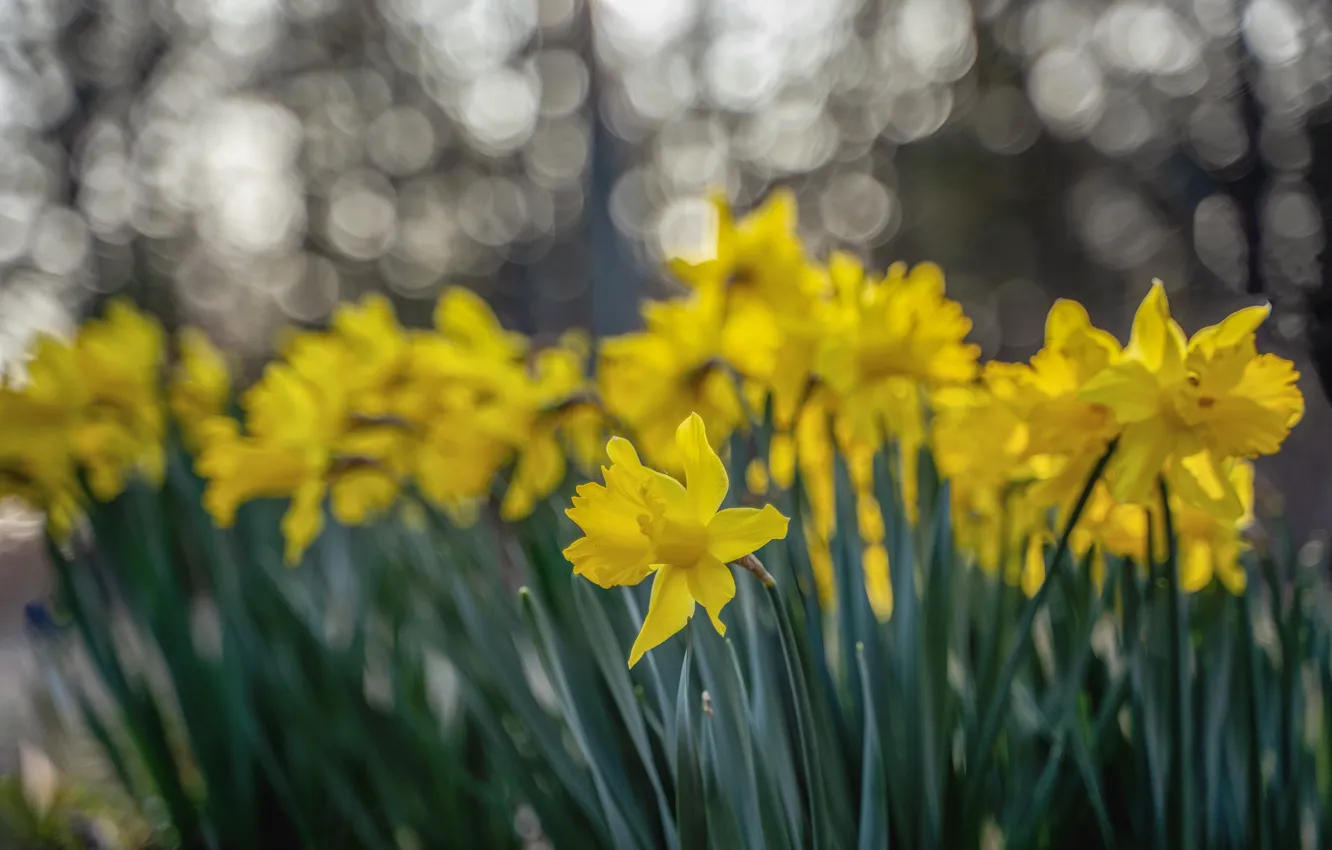 Photo wallpaper flowers, yellow, Park, blur, spring, garden, daffodils, bokeh