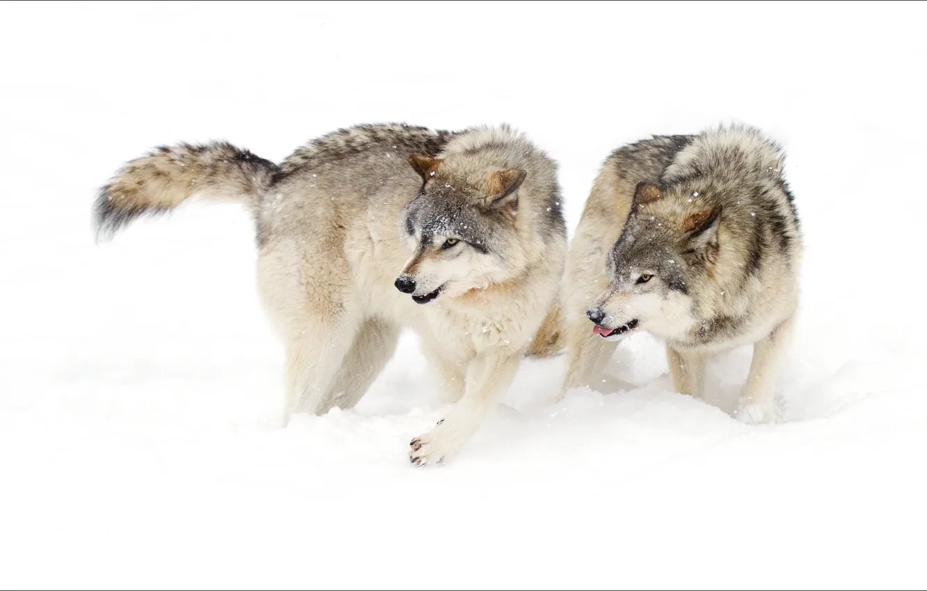 Photo wallpaper winter, animal, wolf, pair
