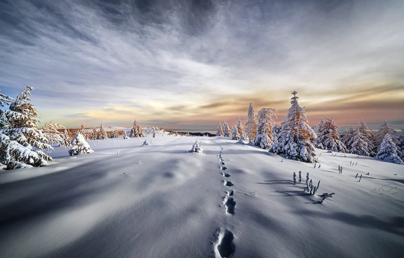 Photo wallpaper winter, field, forest, the sky, clouds, snow, branches, traces