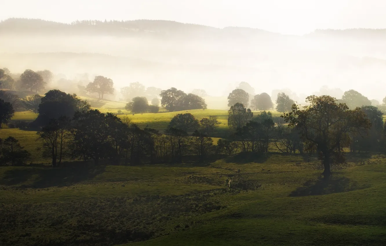 Photo wallpaper trees, nature, fog, hills