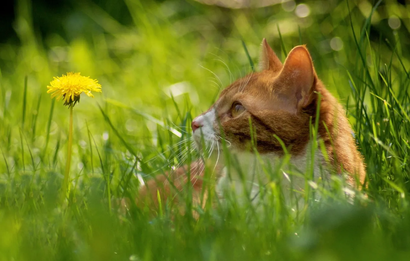 Photo wallpaper cat, grass, mustache, dandelion, bokeh