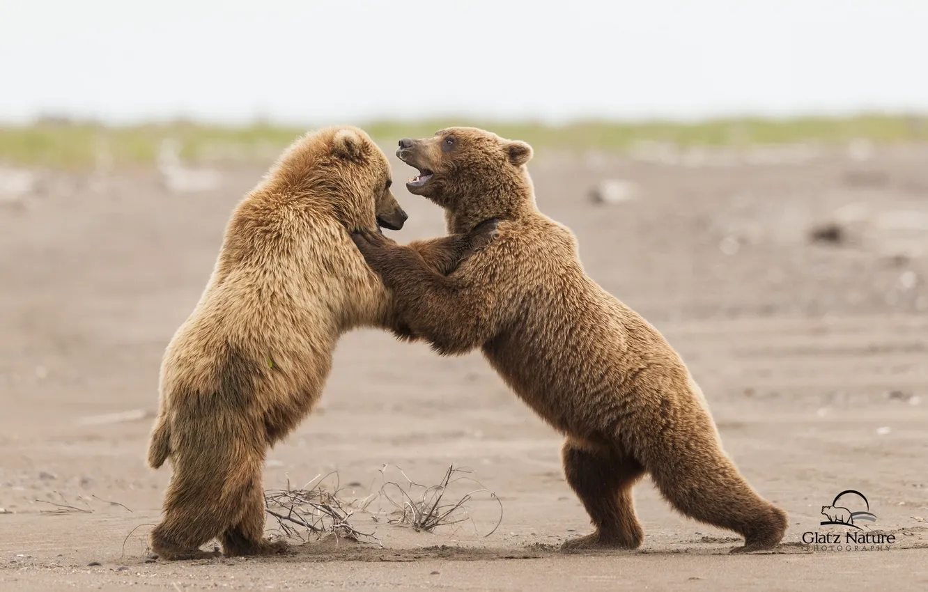 Photo wallpaper bear, Alaska, Alaska, Lake Clark National Park, sparring