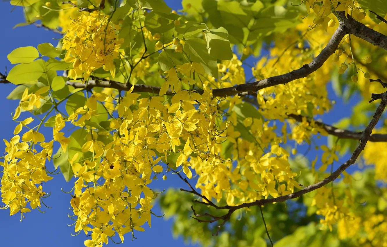 Photo wallpaper the sky, leaves, trees, flowers