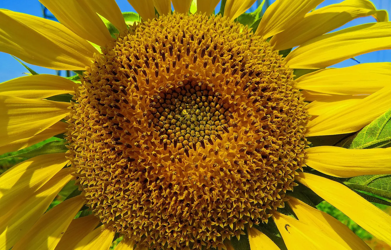 Photo wallpaper sunflowers, flowers, petals