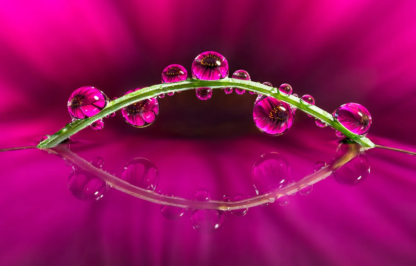 Photo wallpaper flower, water, drops, reflection, plant, stem