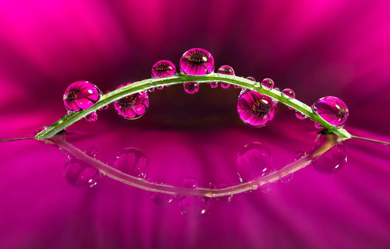 Photo wallpaper water, drops, flowers, reflection, plant, stem