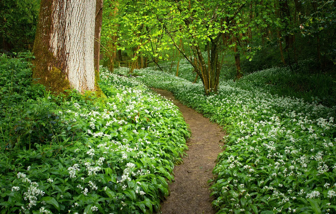 Photo wallpaper forest, path, ramsons