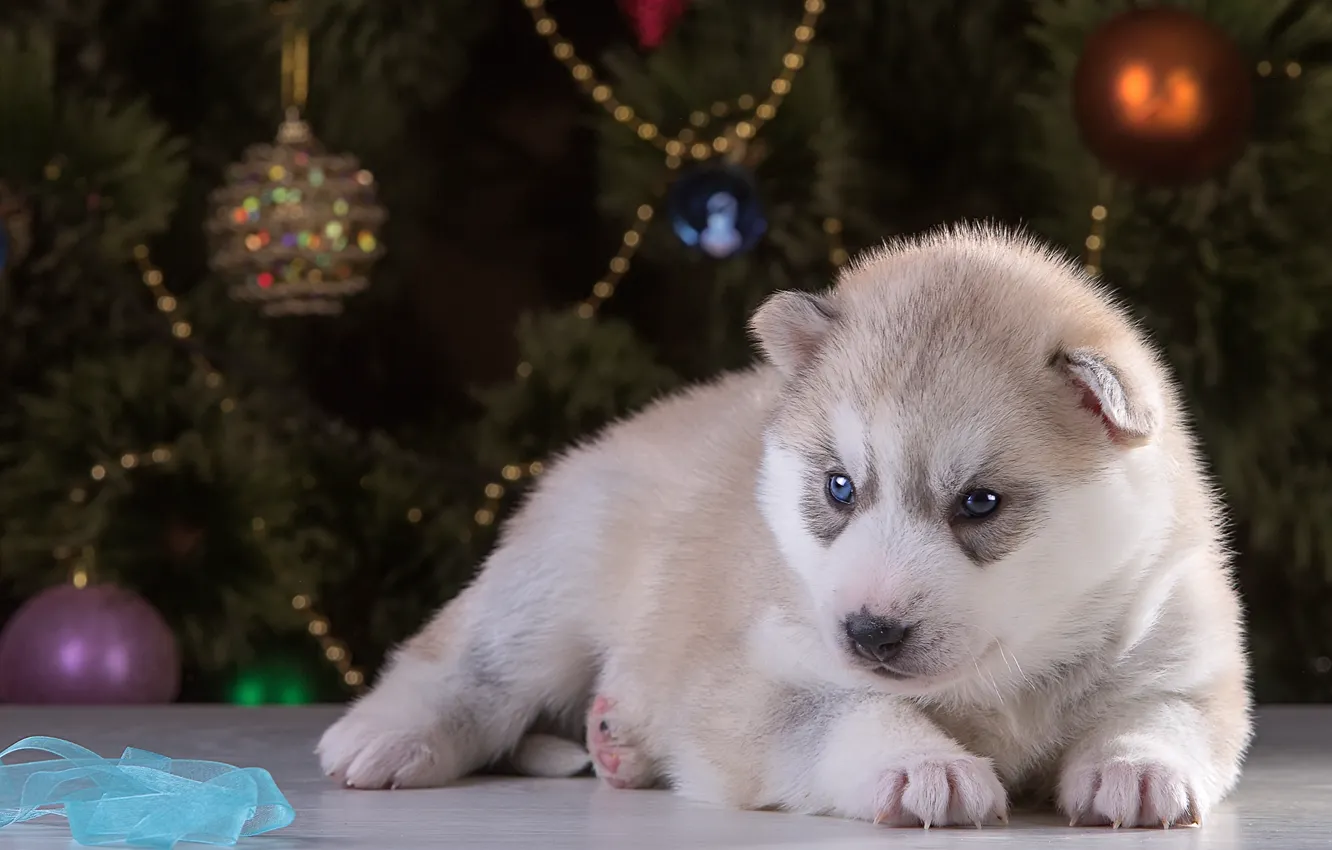 Photo wallpaper new year, puppy, husky, breed