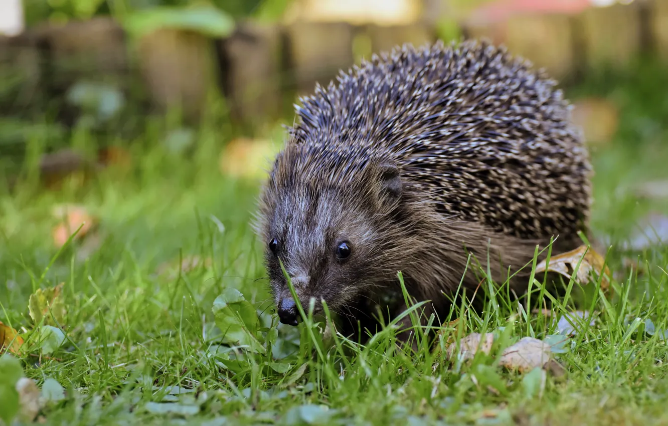 Photo wallpaper grass, glade, muzzle, hedgehog, hedgehog