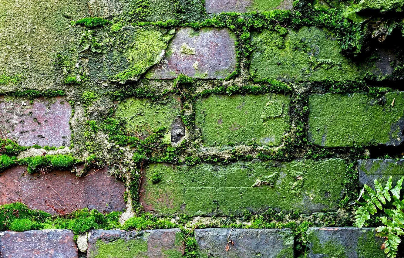 Photo wallpaper greens, grass, moss, texture, old wall, brickwork