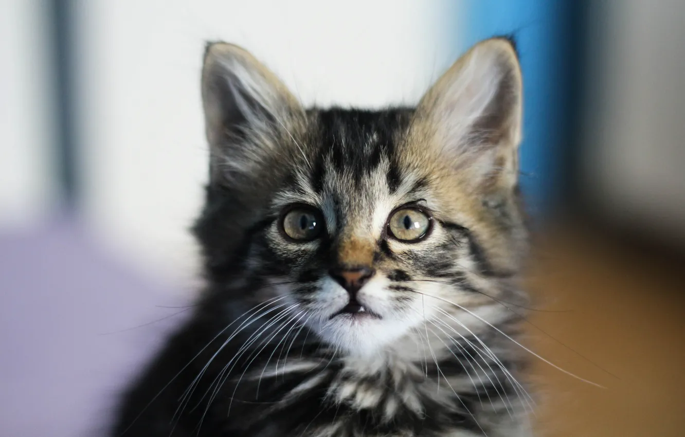 Photo wallpaper cat, cat, look, pose, face