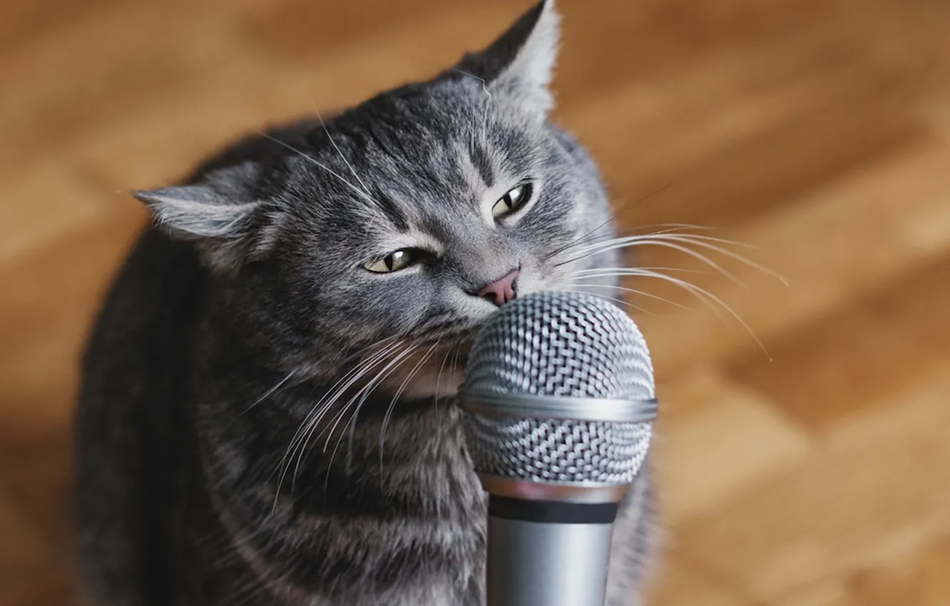 Photo wallpaper cat, cat, mustache, look, pose, music, grey, flooring