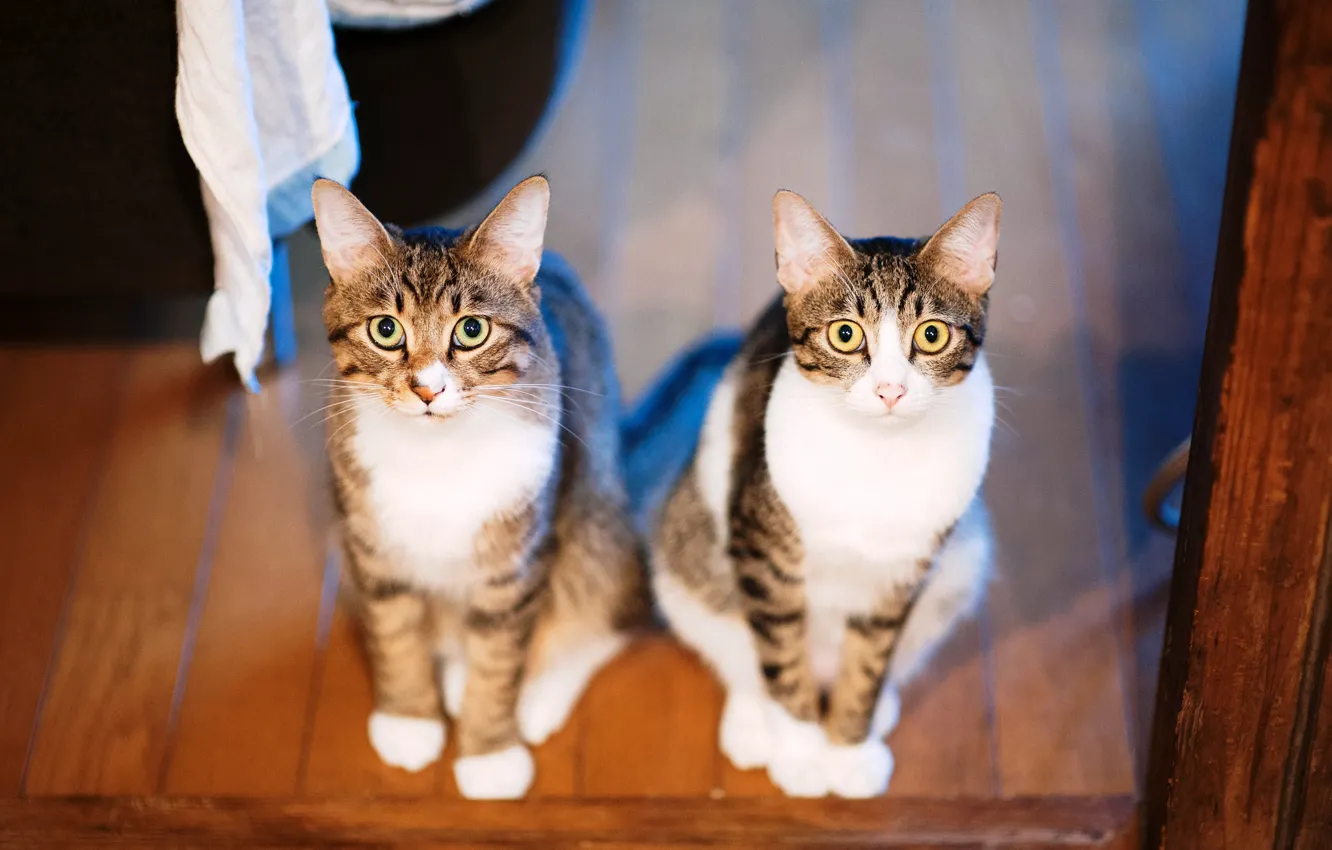 Photo wallpaper cat, cat, light, pose, grey, each, Board, two