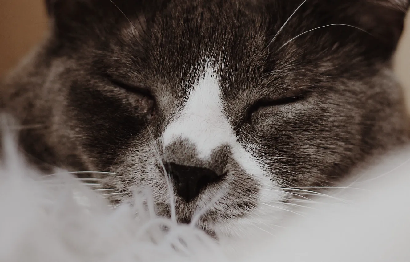 Photo wallpaper cat, cat, face, close-up, sleeping