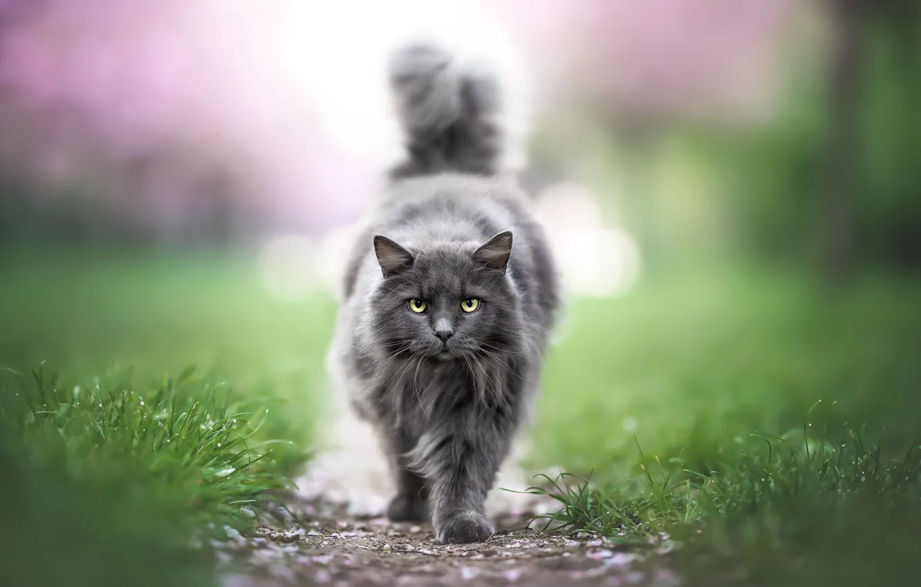 Photo wallpaper cat, grass, cat, look, face, Rosa, Park, grey