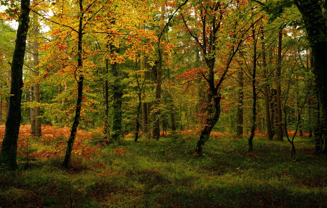 Photo wallpaper autumn, forest, grass, trees, Park