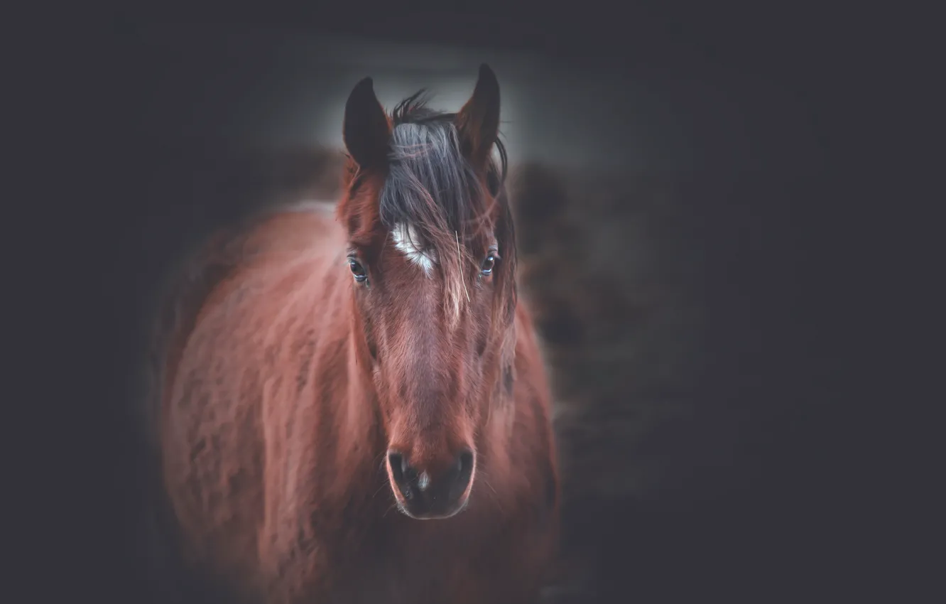 Photo wallpaper face, background, horse, horse