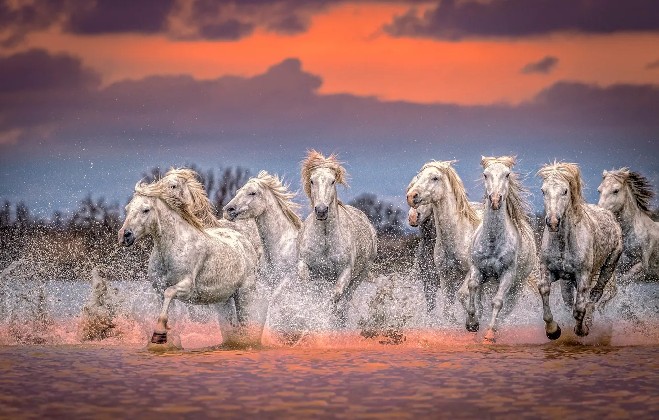 Photo wallpaper water, sunset, squirt, horses, horse, the herd