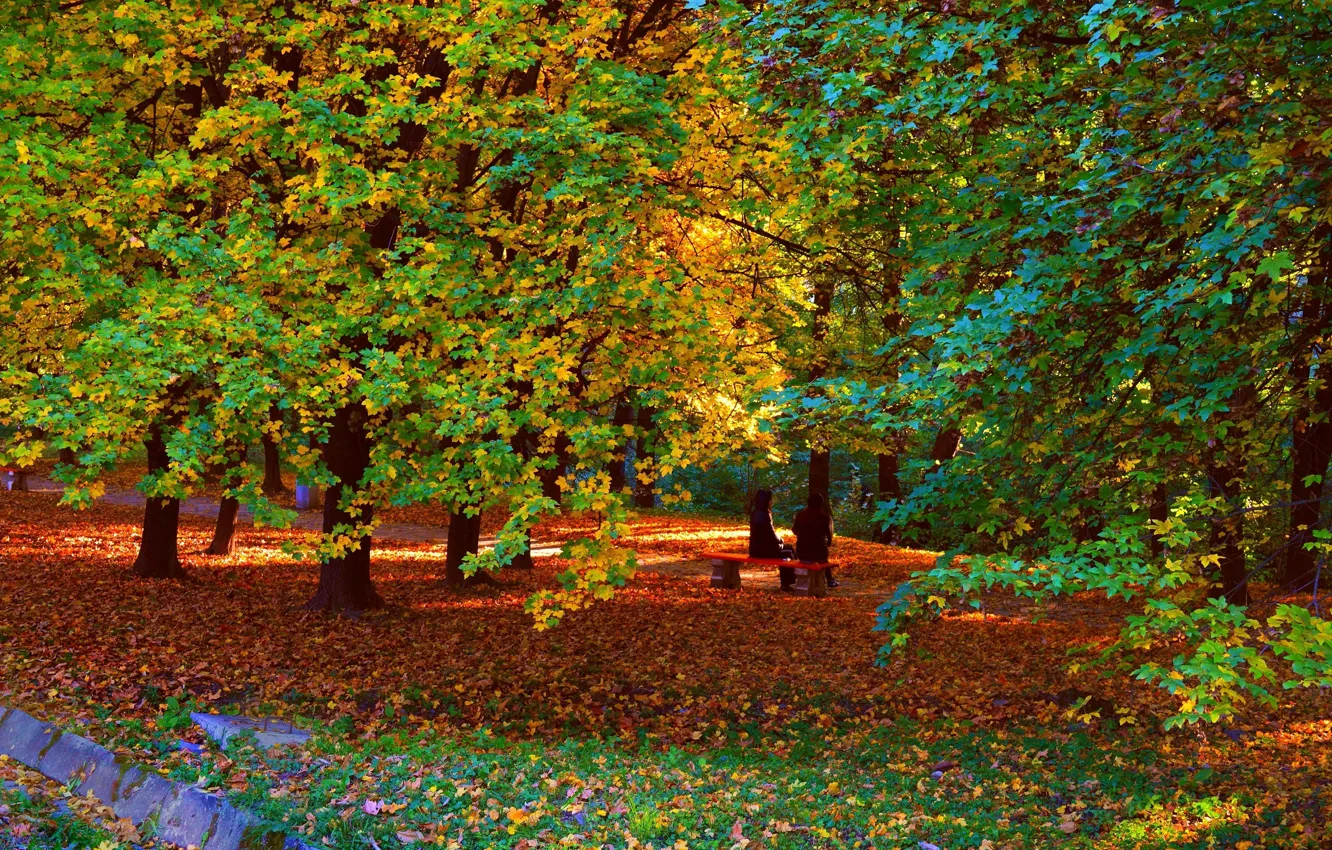 Photo wallpaper autumn, trees, Park, branch, Nature, falling leaves, trees, park
