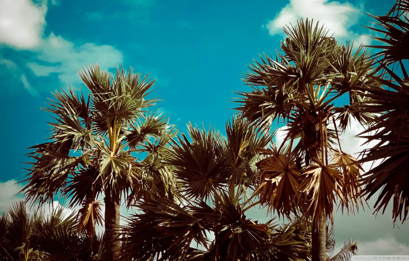 Photo wallpaper Nature, Trees, Palms