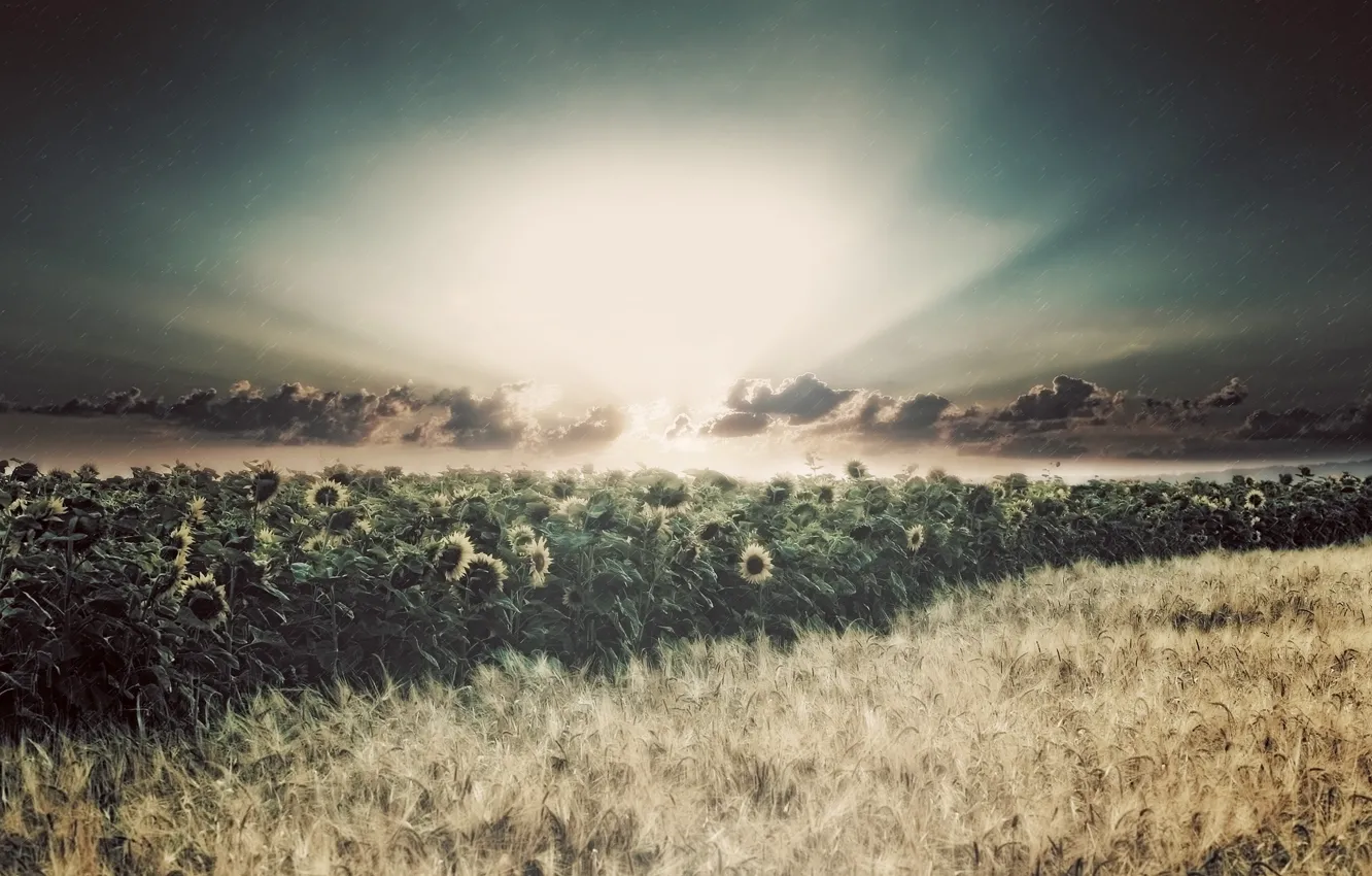 Photo wallpaper field, the sun, rays, sunflowers, rain