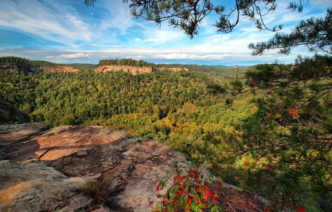 Photo wallpaper forest, mountains, branches, panorama, gorge, Kentucky, Slade, Chimney Top Rock