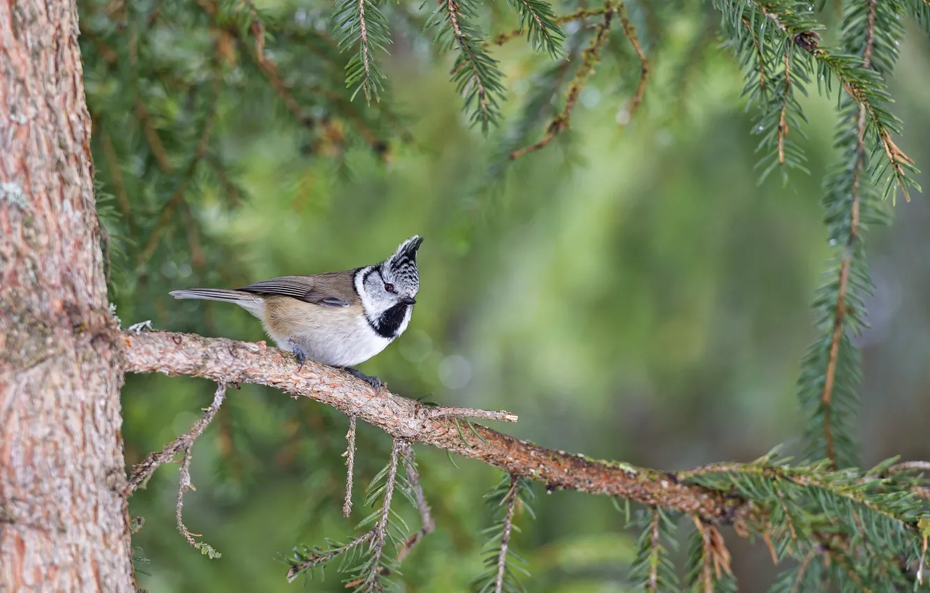 Photo wallpaper branches, spruce, bird, tit, crested