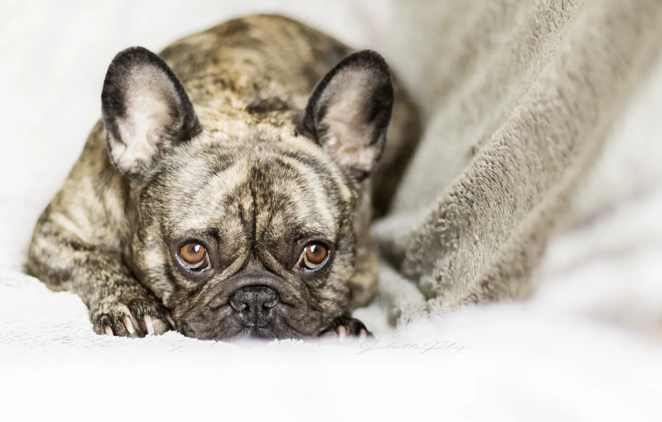 Photo wallpaper look, each, dog