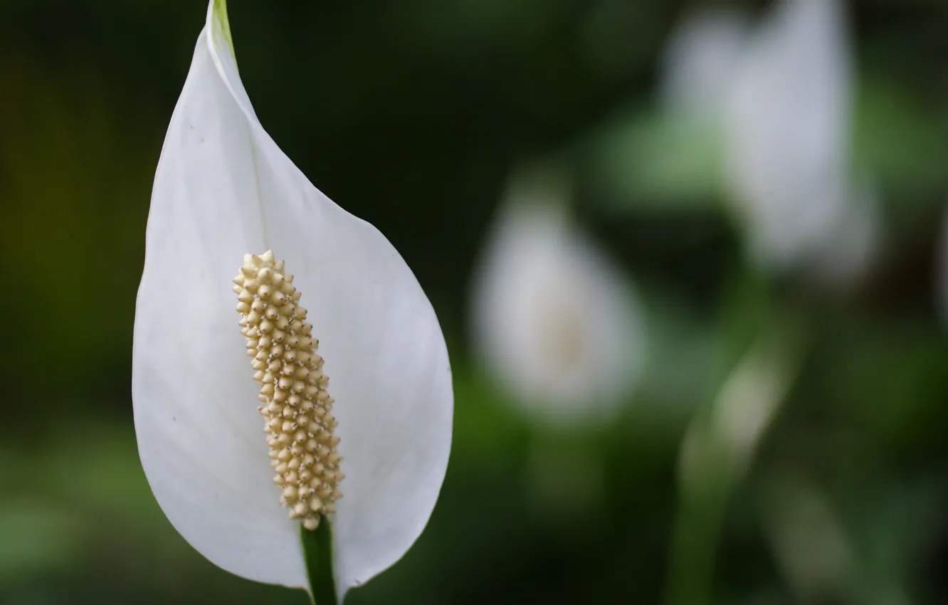 Photo wallpaper greens, white, macro, flowers, Spathiphyllum