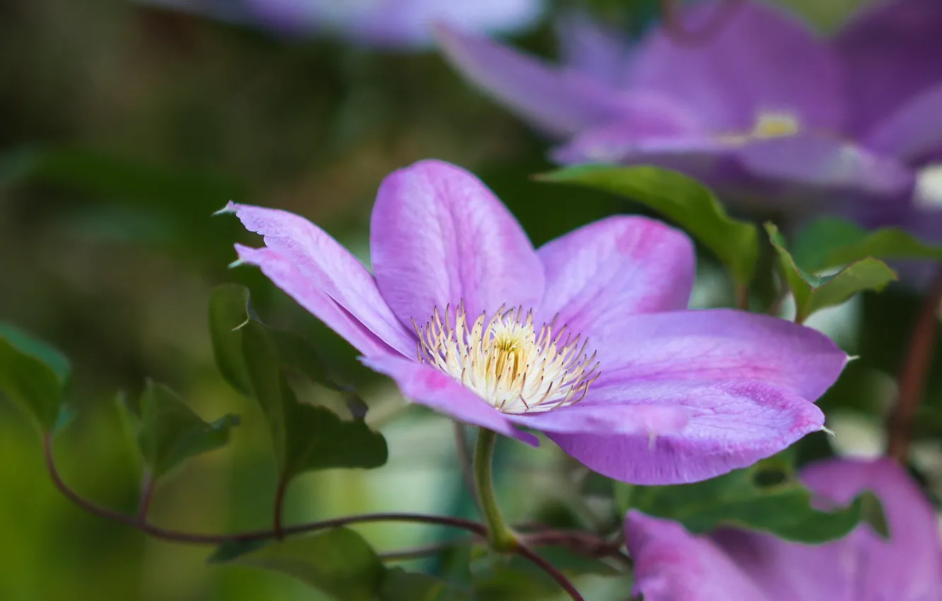 Photo wallpaper leaves, flowers, blur, lilac, clematis