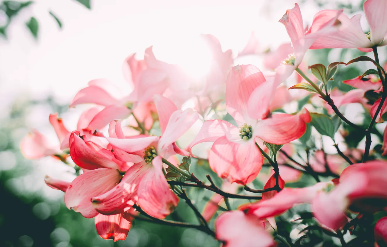 Photo wallpaper flowers, petals, pink, dogwood