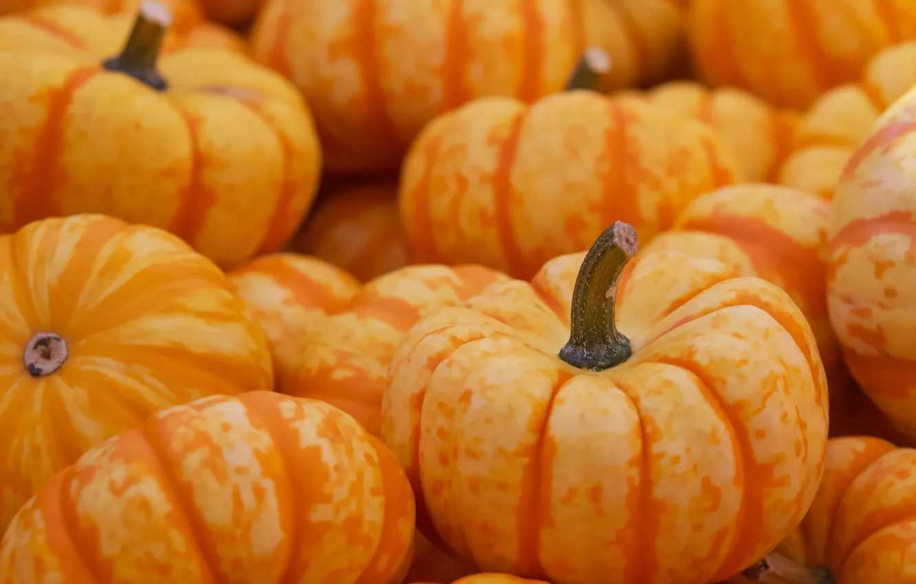 Photo wallpaper orange, food, pumpkin