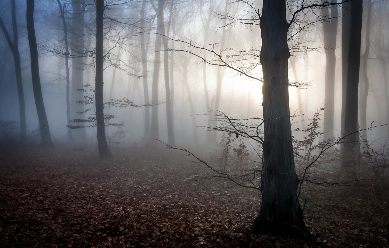 Photo wallpaper autumn, forest, leaves, fog, dawn, mystic, twilight, Hungary